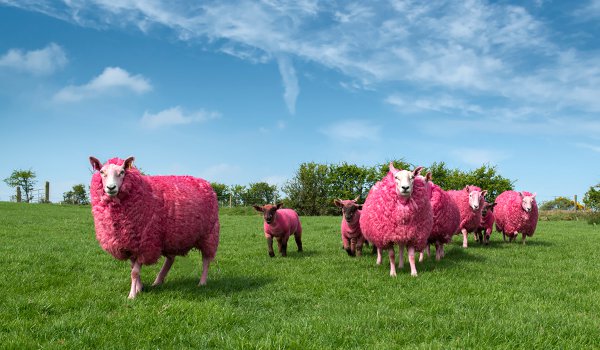 Even the sheep have been dressed in pink to celebrate the Giro d'Italia arriving on Irish soil
