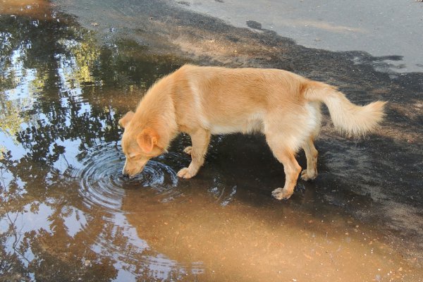 dog lapping water from puddle
