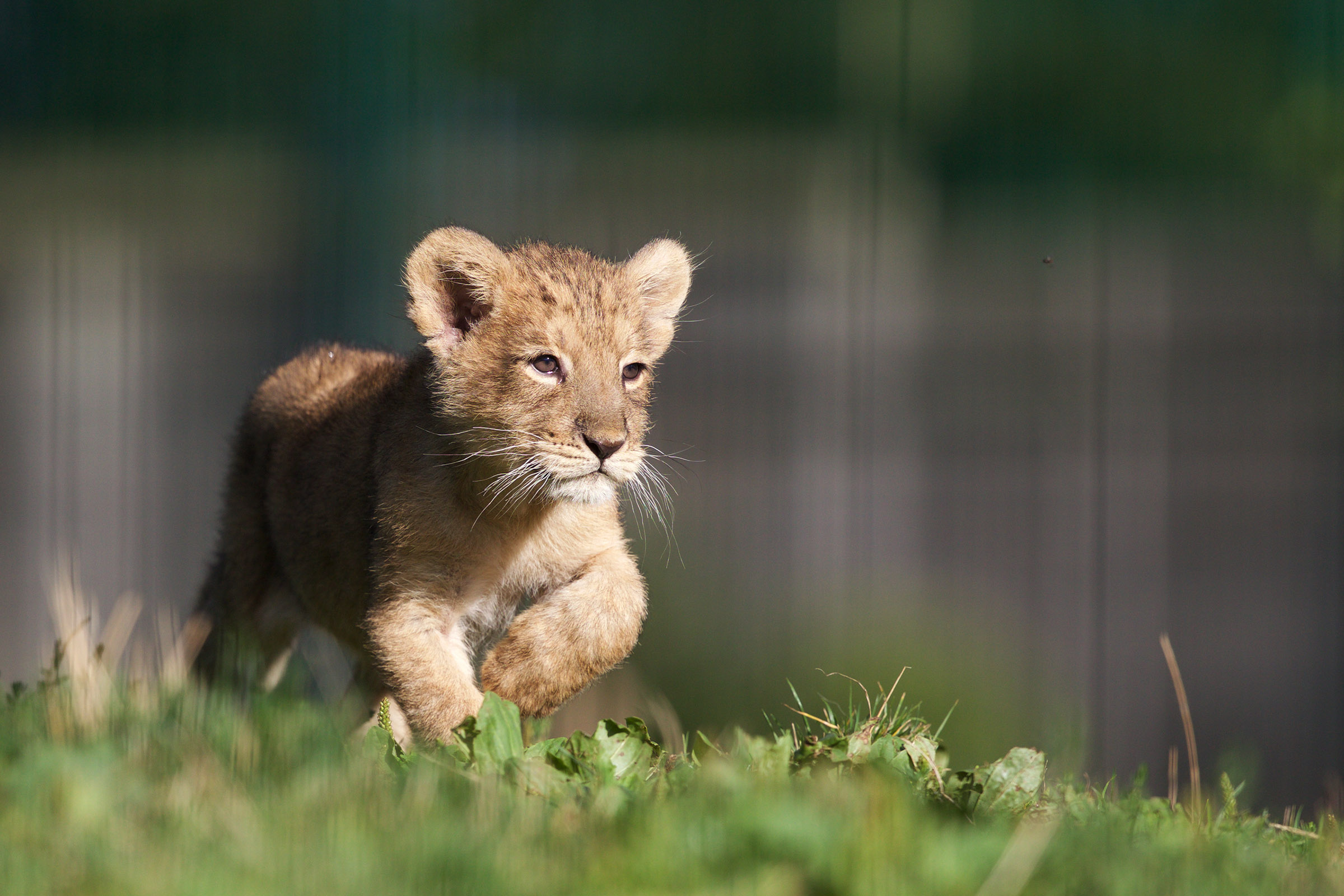 Dublin Zoo to reopen for visitors | The Irish Post