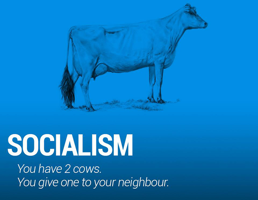 socialism cow-n