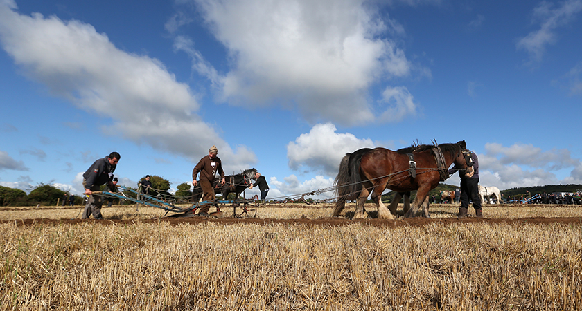 More than 200,000 people come to see the ploughing in action. (Picture: RollingNews.ie)