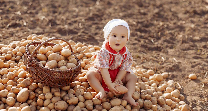 Happy child (girl) helps parents take the crop of potato on a sunny autumn day in a garden. Kid sitting on a big heap of potatoes and folds vegetables to basket.