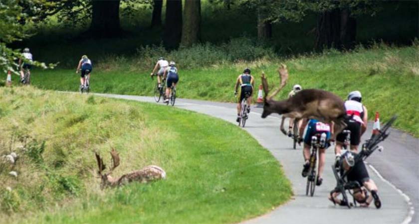 Dubliner Shane O'Reilly braked hard as the first stag ran across his path, narrowly missing the stag that leapt over his back wheel. (Source: Erik Scraggs) 