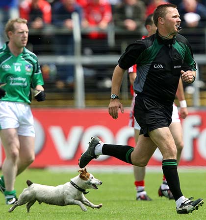 Munster GAA Football Senior Football Championship Final 5/7/2009 Cork vs Limerick Referee Rory Hickey is chased by a dog Mandatory Credit ©INPHO/Lorraine O'Sullivan