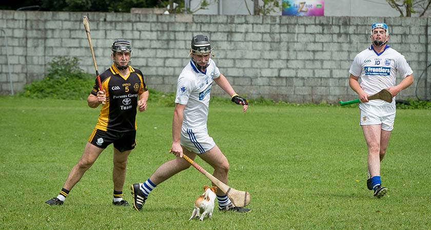 GAA Hurling All-Ireland Senior Championship Quarter-Final, Semple Stadium, Tipperary 24/7/2016 Waterford vs Wexford A small dog disrupts the Junior A challenge game between Sylane of Galway and Thurles Sarsfields on the pitch beside Semple Stadium Mandatory Credit ©INPHO/Morgan Treacy