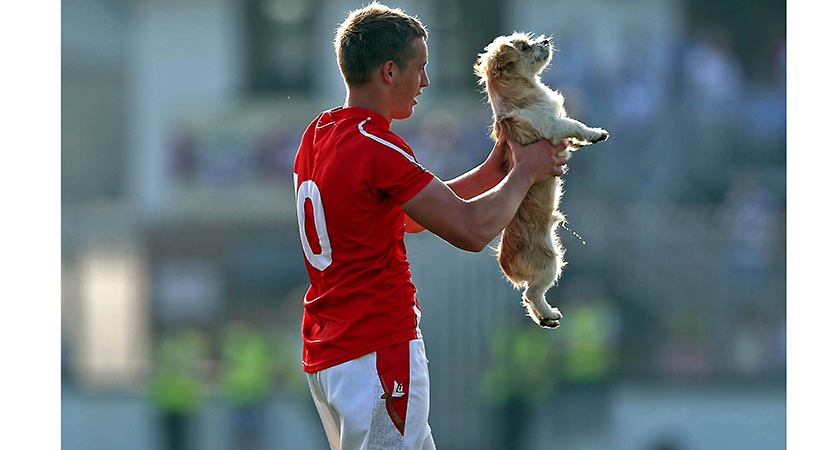 GAA Football All Ireland Senior Championship Round 2, Newbridge, Co. Kildare 13/7/2013 Kildare vs Louth The Wee County, ... Ciaran Byrne of Louth removes a stray dog from the pitch Mandatory Credit ©INPHO/Donall Farmer