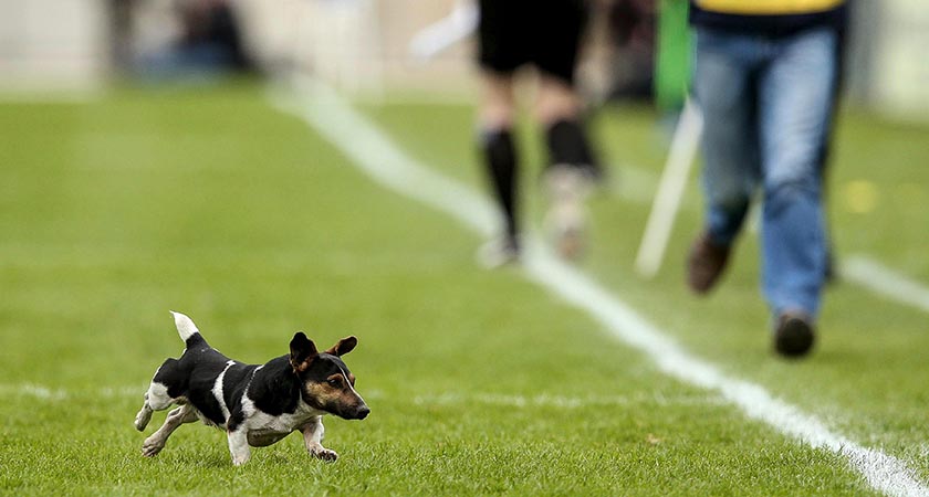 Allianz Hurling League Division 1 Semi-Final, Semple Stadium, Thurles, Co. Tipperary 17/4/2016 Kilkenny vs Clare A stray dog makes his way onto the pitch Mandatory Credit ©INPHO/Ryan Byrne