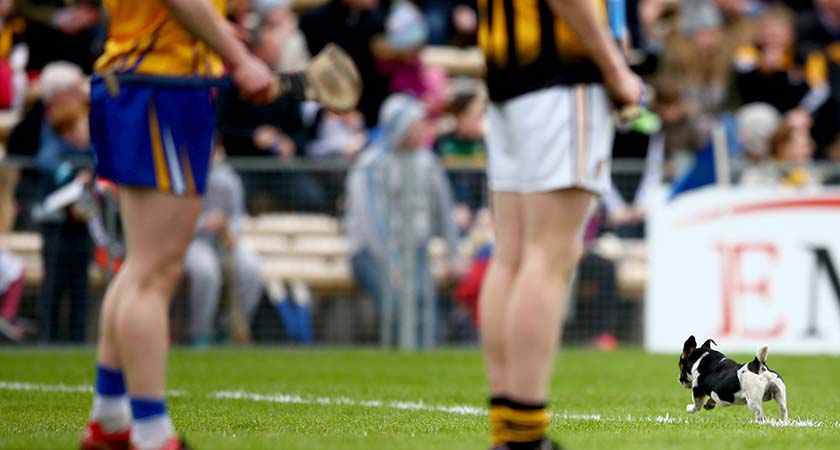 Allianz Hurling League Division 1 Semi-Final, Semple Stadium, Thurles, Co. Tipperary 17/4/2016 Kilkenny vs Clare A dog on the pitch Mandatory Credit ©INPHO/James Crombie