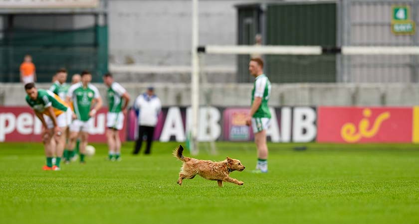 GAA Football All Ireland Senior Championship Round 1B, O'Connor Park, Offaly 25/6/2016 Offaly vs London A dog runs across the field during the game Mandatory Credit ©INPHO/Tom Beary