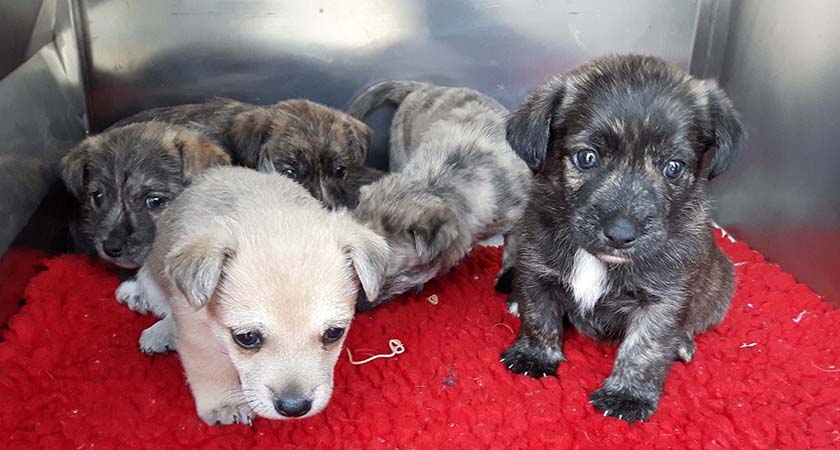 Five puppies were seized at Dublin Port on the way to Britain for resale. (Source: Facebook)