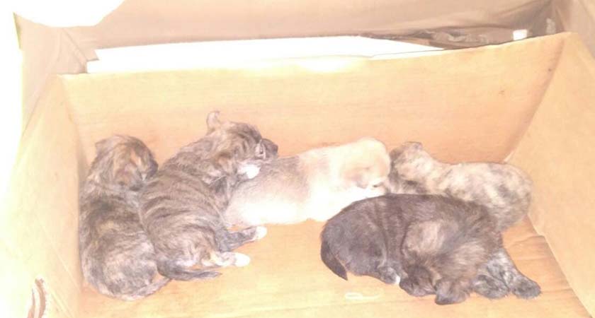 The puppies were seized by An Garda Siochana during Operation Seaport. (Source: Facebook)