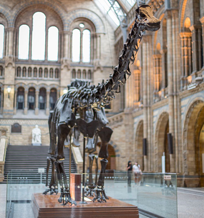 Dippy the historic dinosaur will be paying the Ulster Museum a visit on its road trip around Britain. (picture: NMNI.com) 