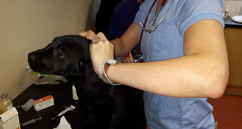 A young pup receiving medical attention by a vet after the seizure. (Picture: DSPCA/Facebook)