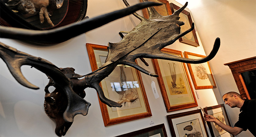 A fossilised skull of an Irish Elk on display [Picture: Greg Wood/AFP/Getty Images]
