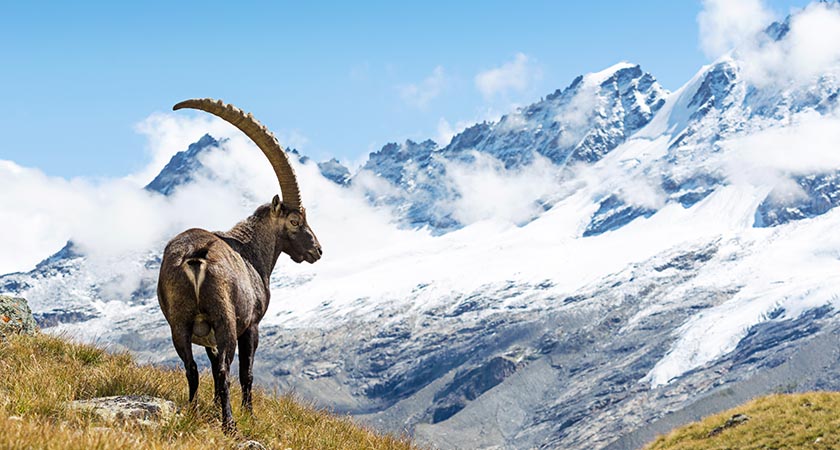 Capricorn, the sign of the goat (Picture: iStock)