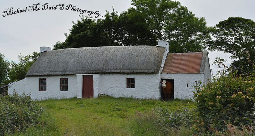 Cow in a thatched cottage on the Inishown Peninsula. (Picture: Michael McDaid)