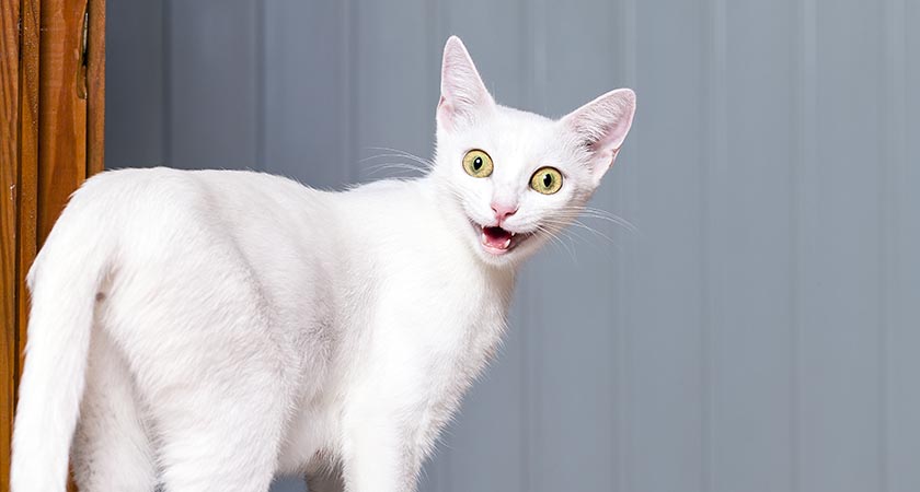 In former times cats were not always viewed benignly (Picture: iStock)
