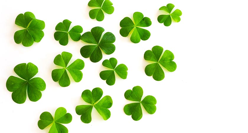 irish clovers