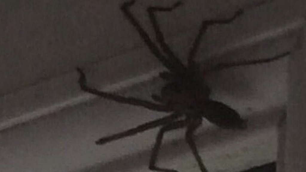 False Black Widow Spiders Terrorising Homes Across Ireland The