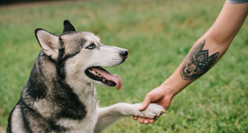 Grieving pet owners in Ireland are using their animal’s ashes to ink ‘memorial tattoos’.