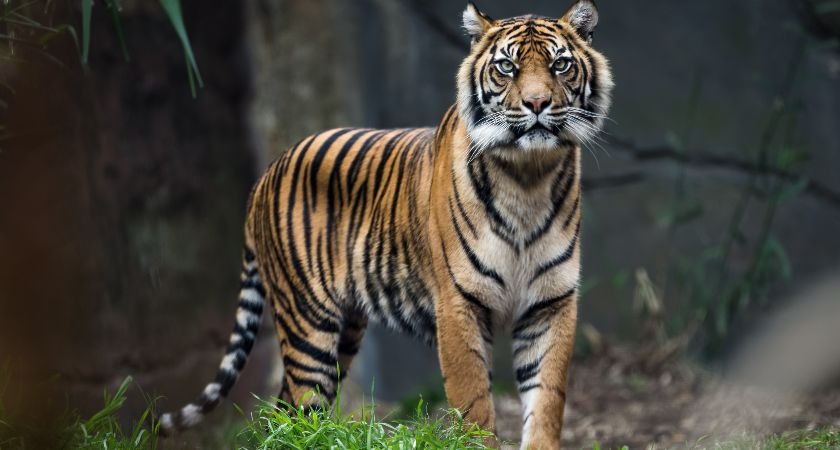 Tigers could become extinct within a decade.