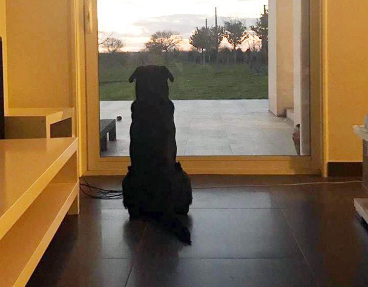 Emiliano Sala’s sister shares heartbreaking image of footballer’s dog waiting for him to come home.