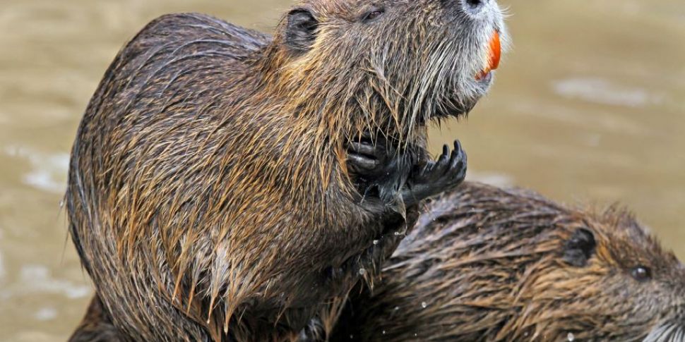 Dublin under threat from ‘large invasive rodent’ spotted along city’s royal canal.