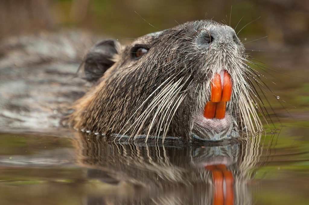 Coypu spotted in Dublin