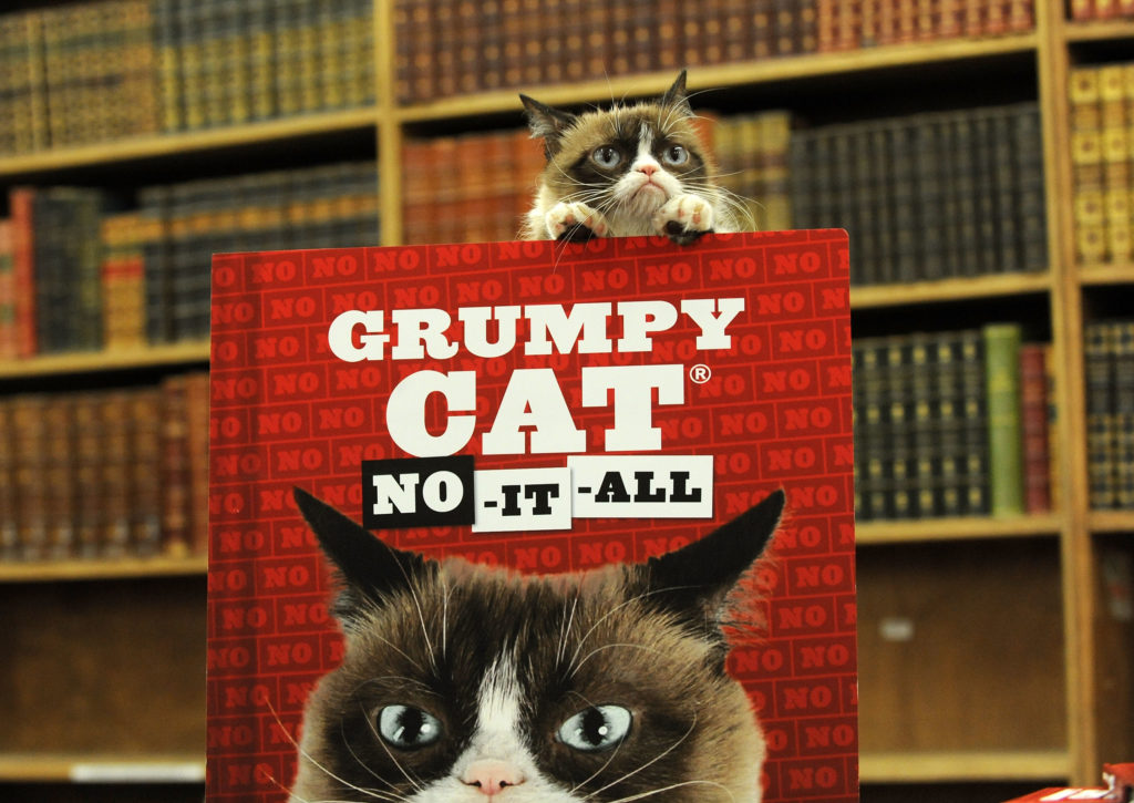 How Grumpy Cat went from feline obscurity to internet sensation