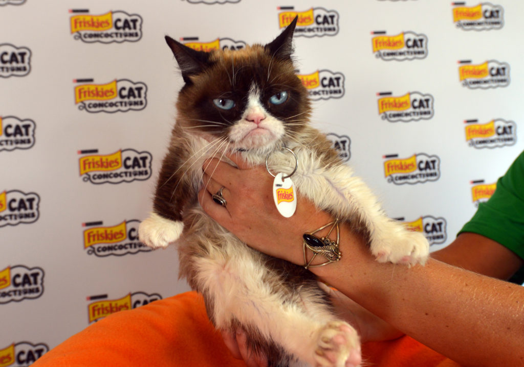 Grumpy Cat death: Beloved pet and internet meme sensation dies, The  Independent