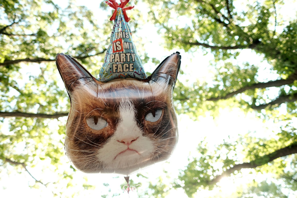 How Grumpy Cat went from feline obscurity to internet sensation