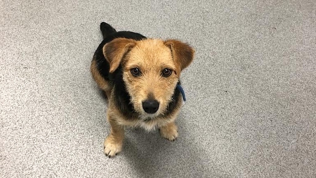 hamish dog irish rail