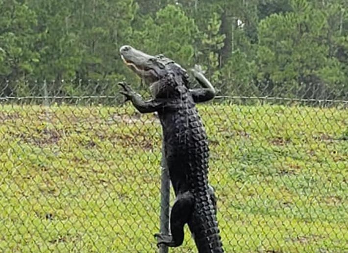 Incredible Footage Shows ALLIGATOR Climbing Over Fence In Florida | The ...