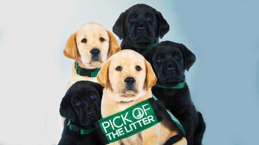 Netflix documentary best sale guide dogs