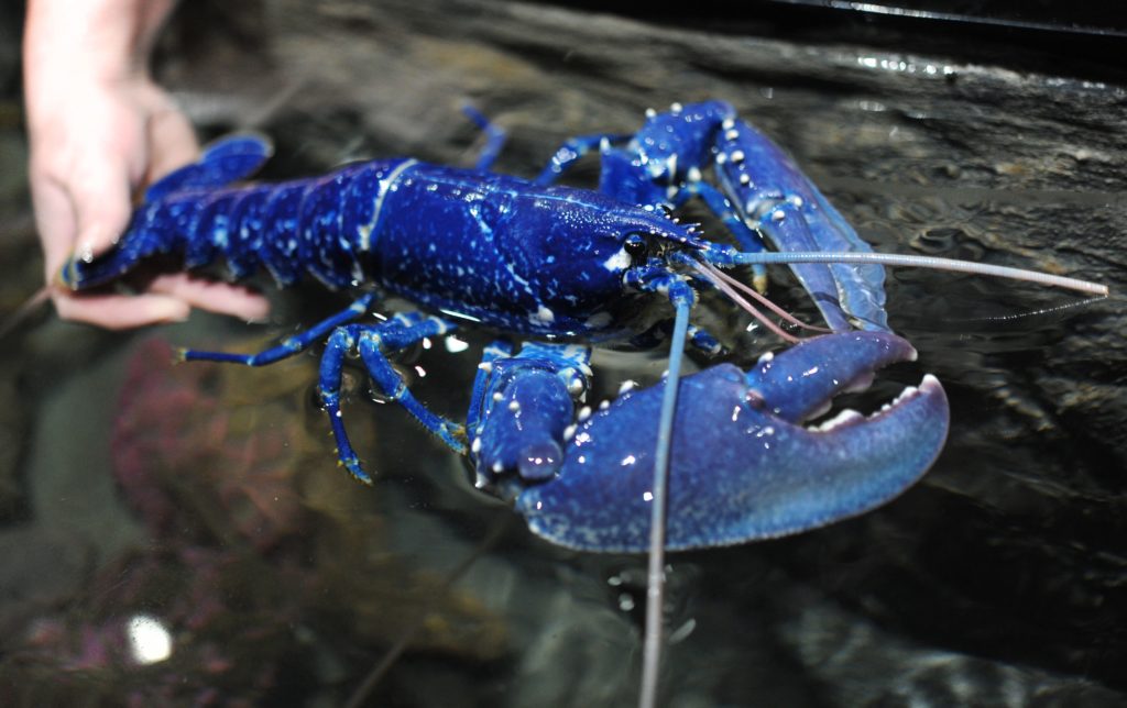 Extremely Rare Blue Lobster Caught Off Wicklow Coast The Irish Post