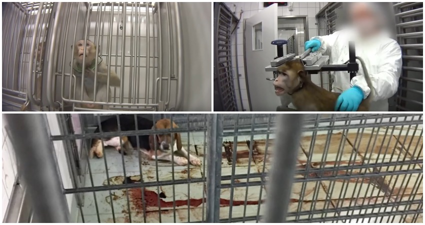 How Are Animals Tortured In Animal Testing