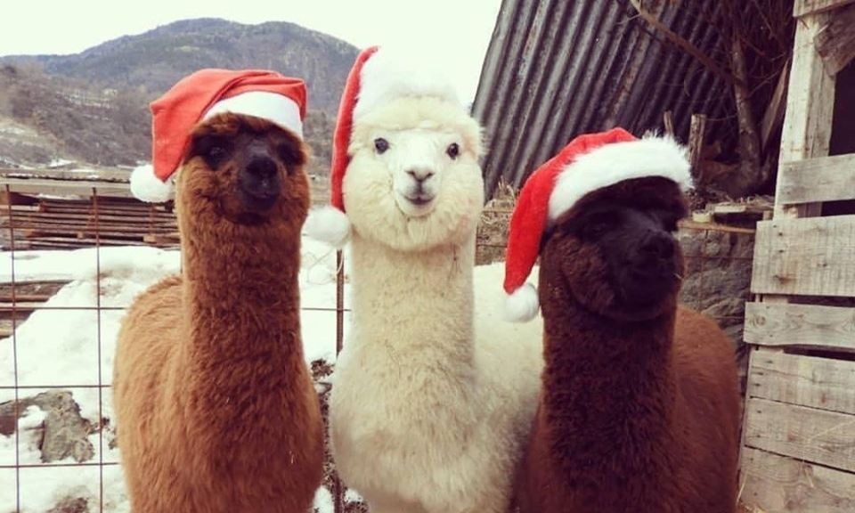 Irish Christmas Market will host an 'Alpaca Experience' to spread