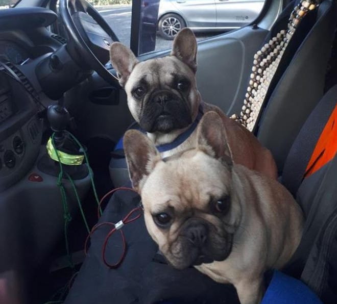 Irish man makes appeal after his two French bulldogs were stolen from ...