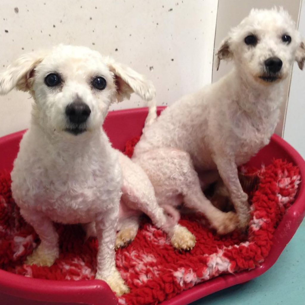 Eight dogs found in ‘distressed state’ rescued from squalid conditions in Cork.
