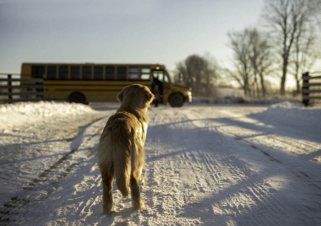 Dog rides bus by herself every day to play in local park then takes bus home again The Irish