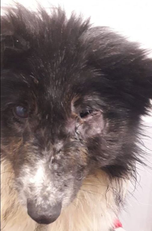 Animal welfare worker 'brought to tears' over condition of dog dumped in  Limerick | The Irish Post