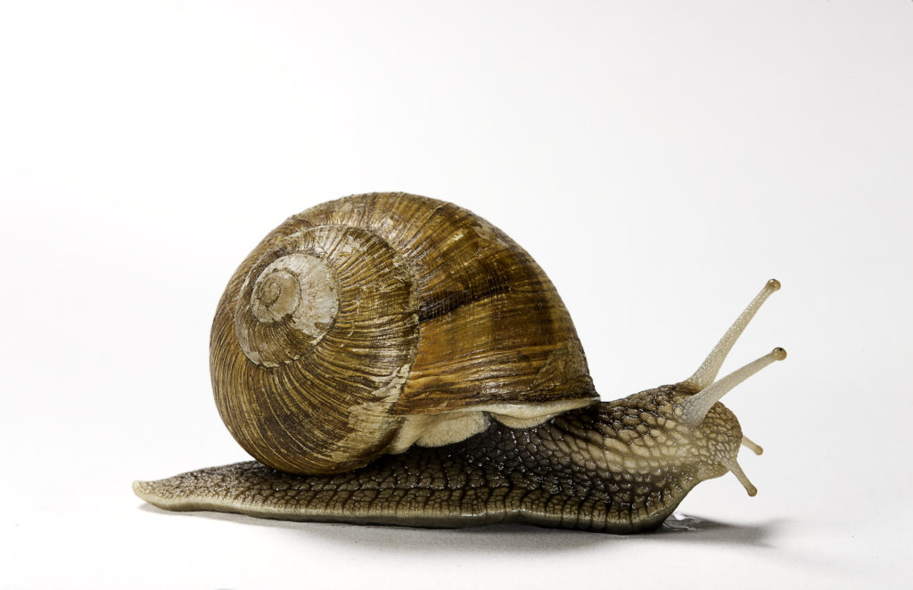 SNAIL found in chicken among 3,400 complaints made to Food Safety