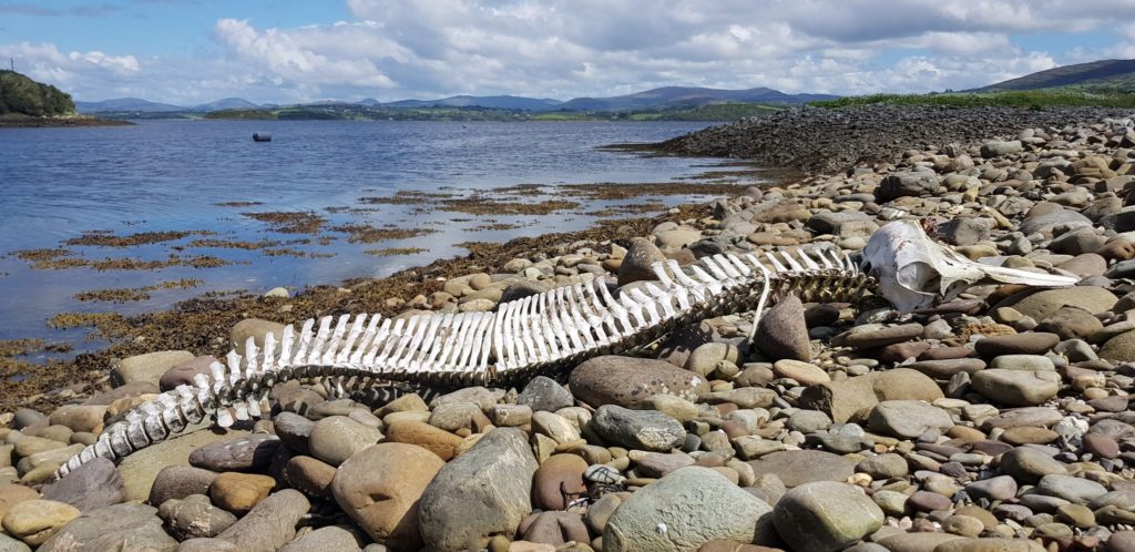 Intact Dolphin Skeleton Washes Up On Cork Beach 