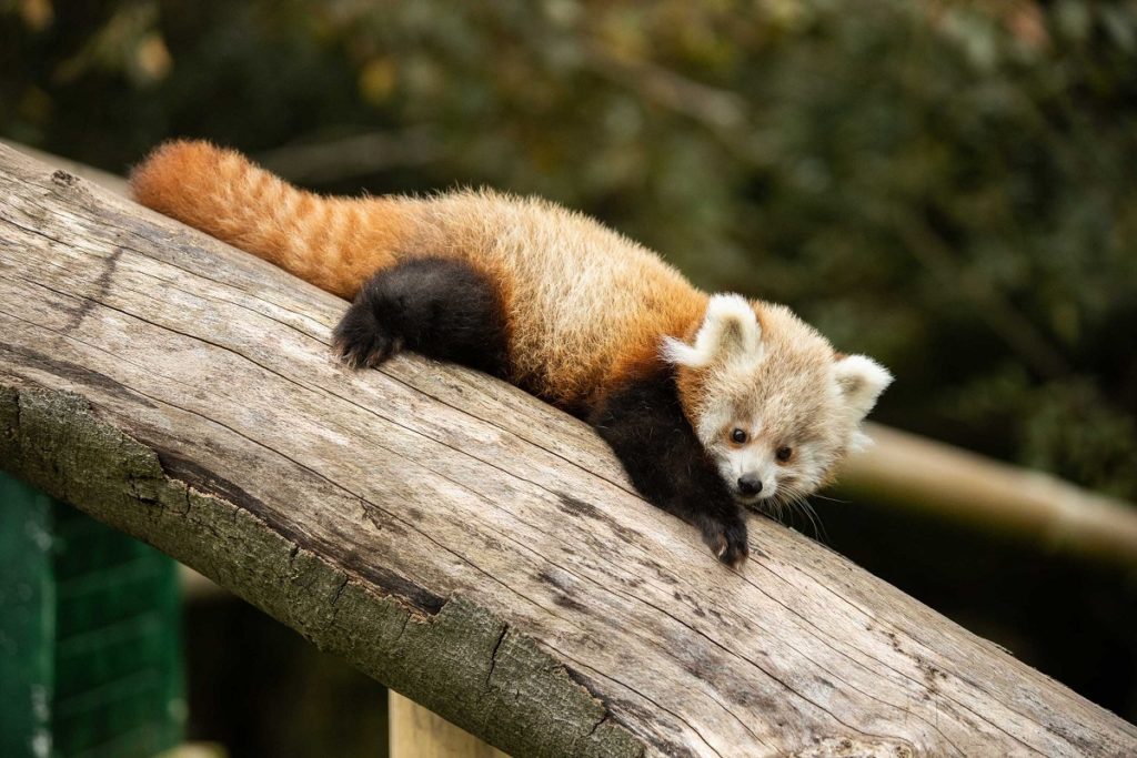 Fota Wildlife Park Welcomes Endangered Twin Baby Red Panda Cubs To Sanctuary The Irish Post