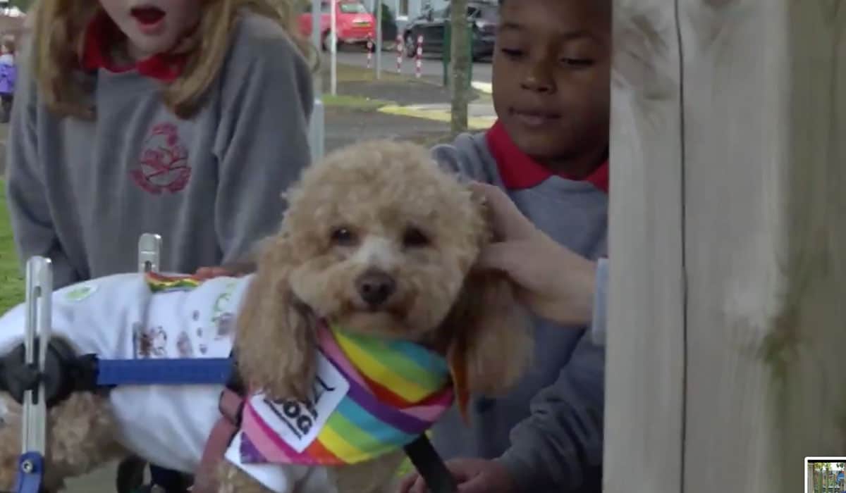 adorable-disabled-rescue-dog-lifting-spirits-at-local-schools-across-northern-ireland-the