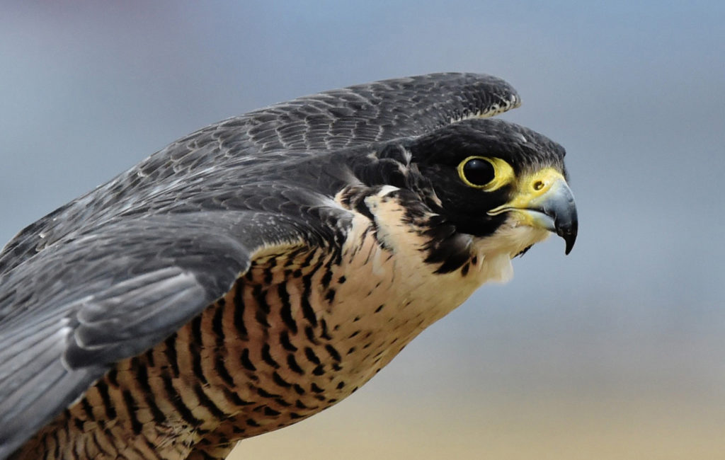 Over 200 Of Ireland s Birds Of Prey Have Been Poisoned To Death Study 