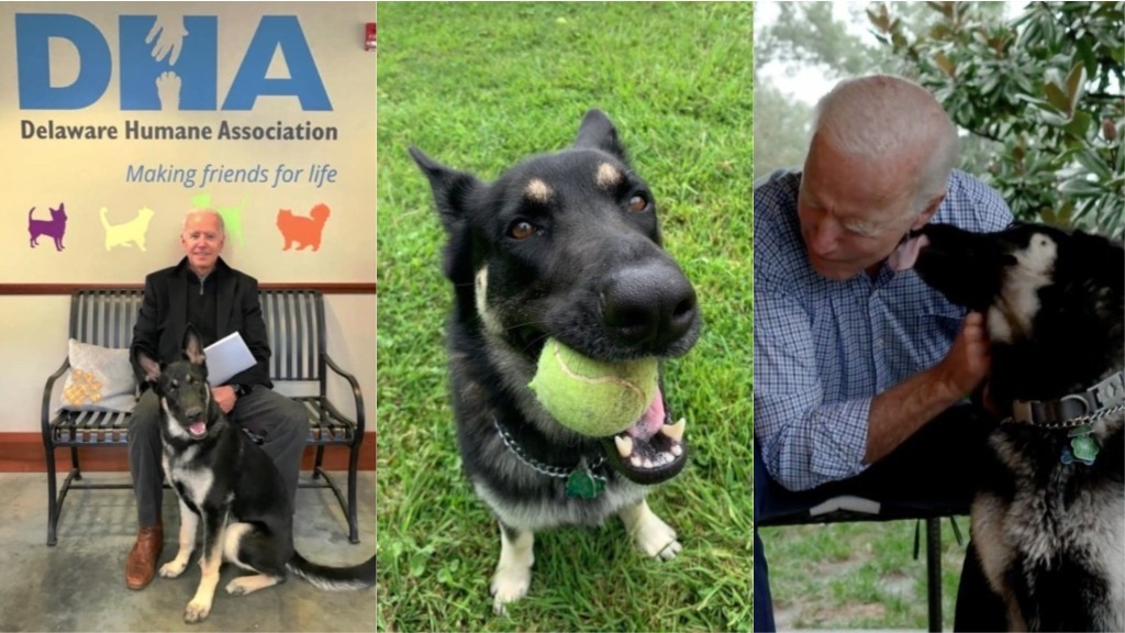 Joe Biden and his beloved rescue dog Major.